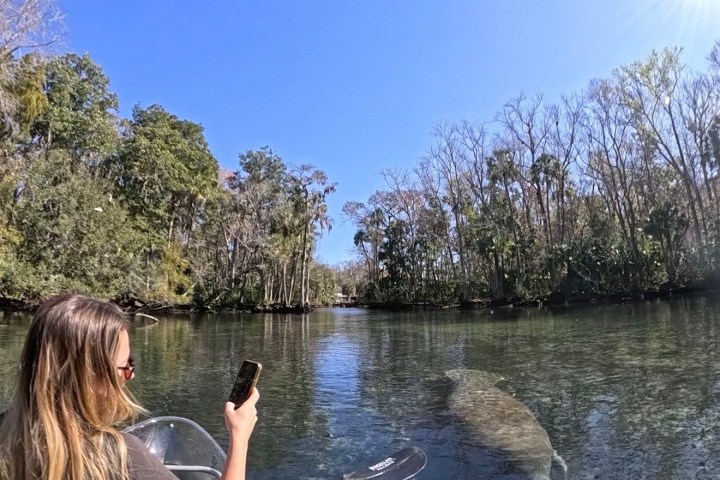 Person in kayak on clear river with visible manatee below, surrounded by trees and a sunny sky.