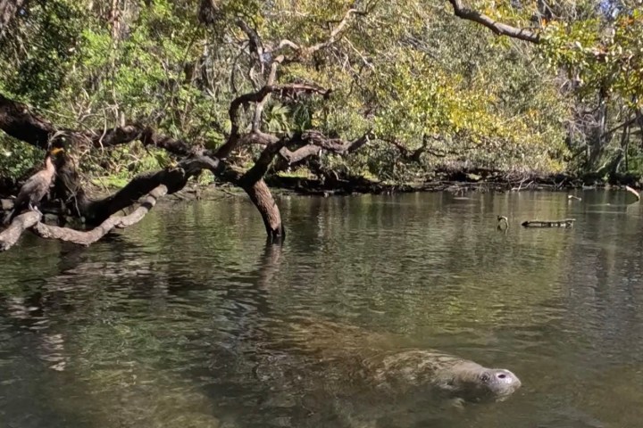Manatee swimming in clear, shallow water under mangrove trees.