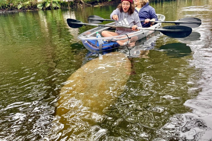Two people in a clear kayak, with a large manatee swimming underneath, on a calm river.