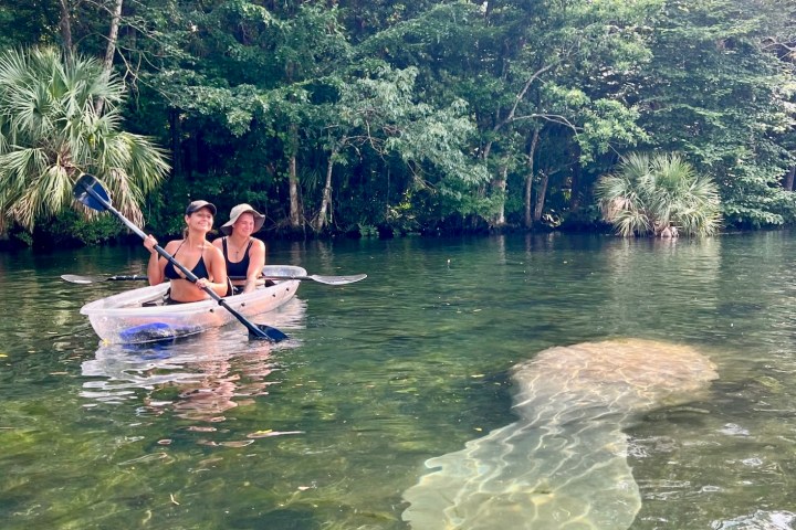 Two people in a clear kayak near a manatee in a lush, tree-lined river.