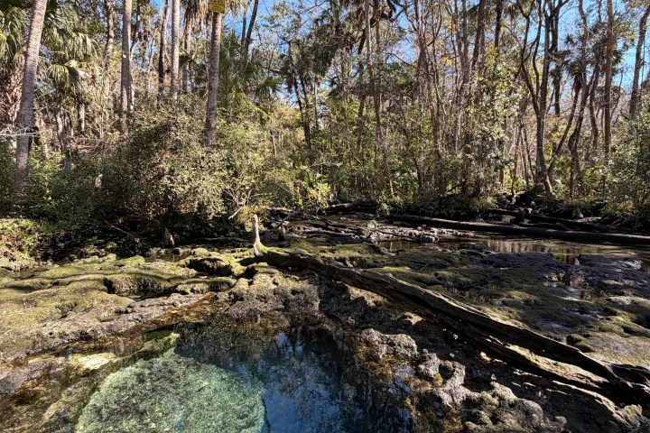 Clear spring with rocky edges in forested area under a blue sky.