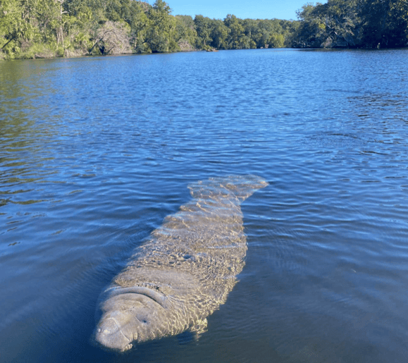 Manatee swimming in a calm river surrounded by trees.