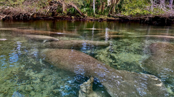 Manatees swimming in a clear, shallow river with green foliage on the banks.