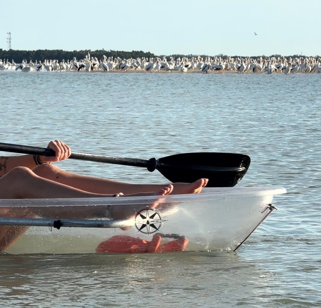 A clear kayak beside a flock of American white pelicans at Shell Key Preserve