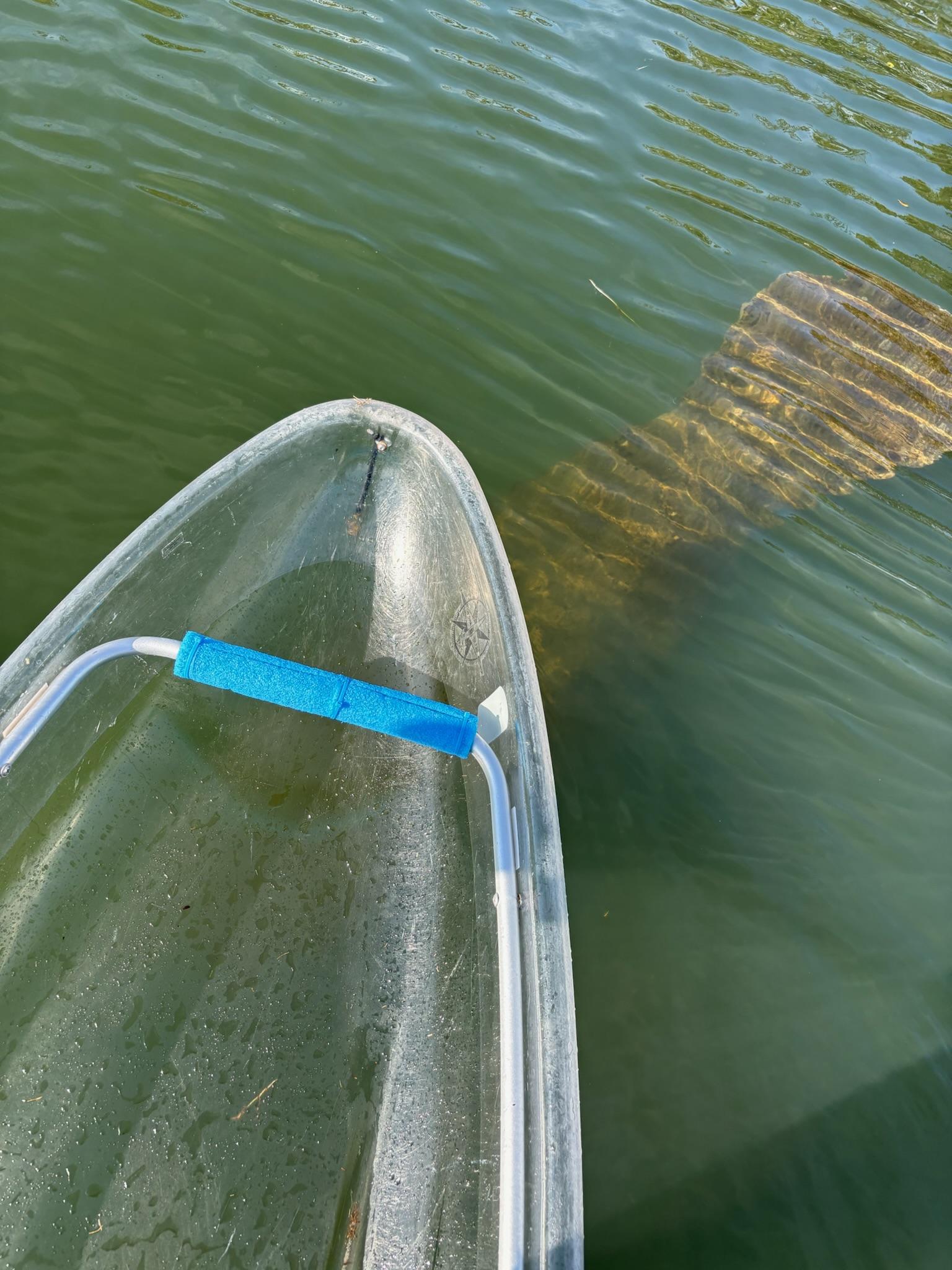 A manatee swimming beside a clear kayak in Tarpon Springs