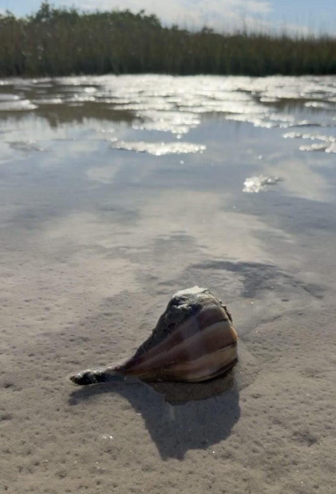 A seashell on an exposed sandbar at Shell Key Preserve