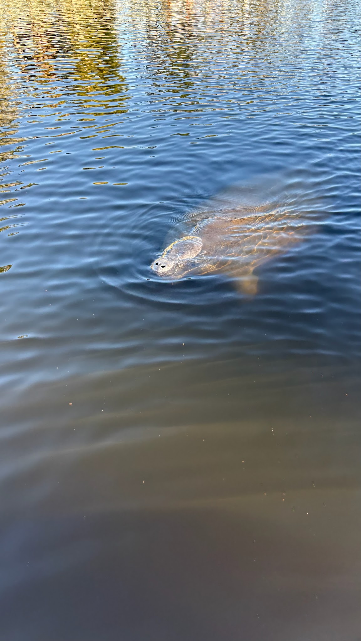 A manatee surfacing in the calm waters of Tarpon Springs