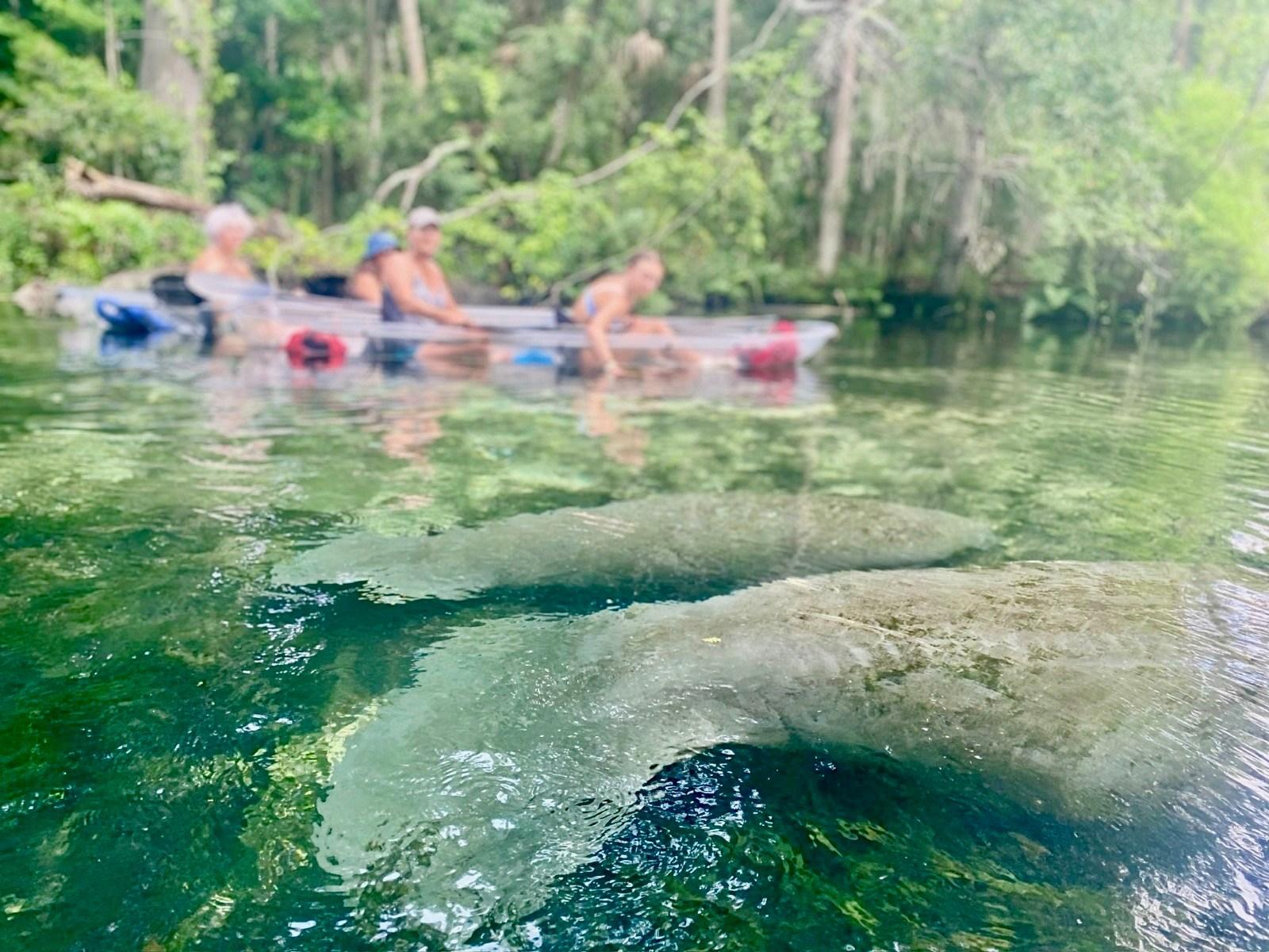 People in a kayak on a clear river with manatees visible underwater.