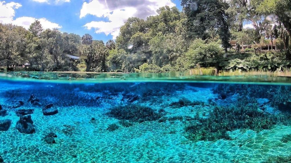 Split view of clear blue water below and lush green trees above.