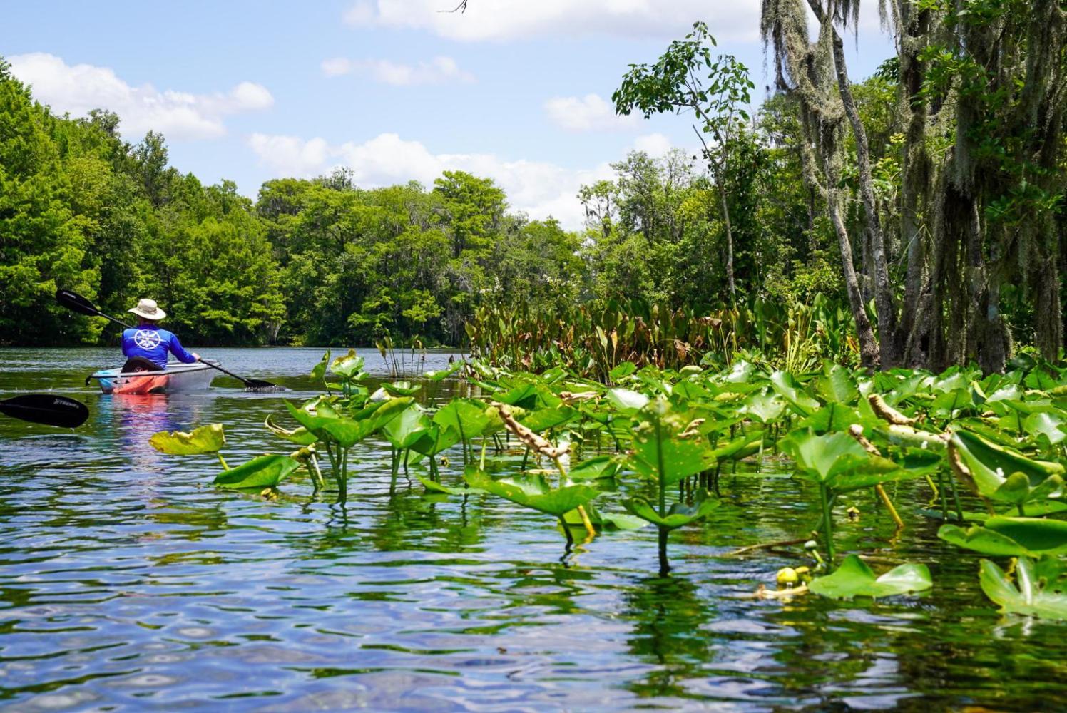Person kayaking in a river surrounded by lush greenery and lily pads.