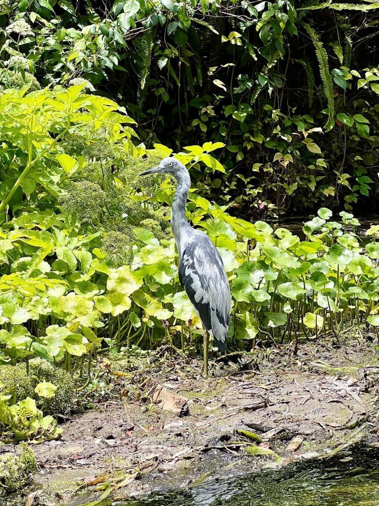 Heron standing on muddy ground near lush greenery.