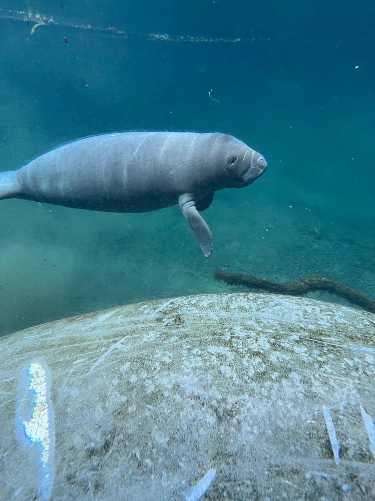 Manatee swimming underwater beside a large rock.